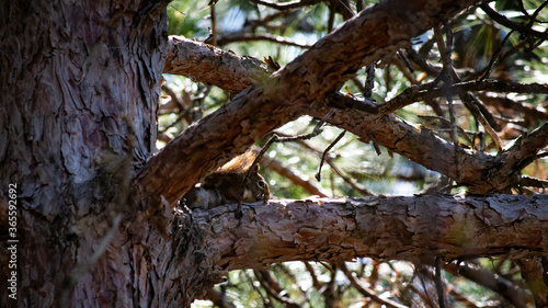 Red Squirrel Hiding on Pine Branch