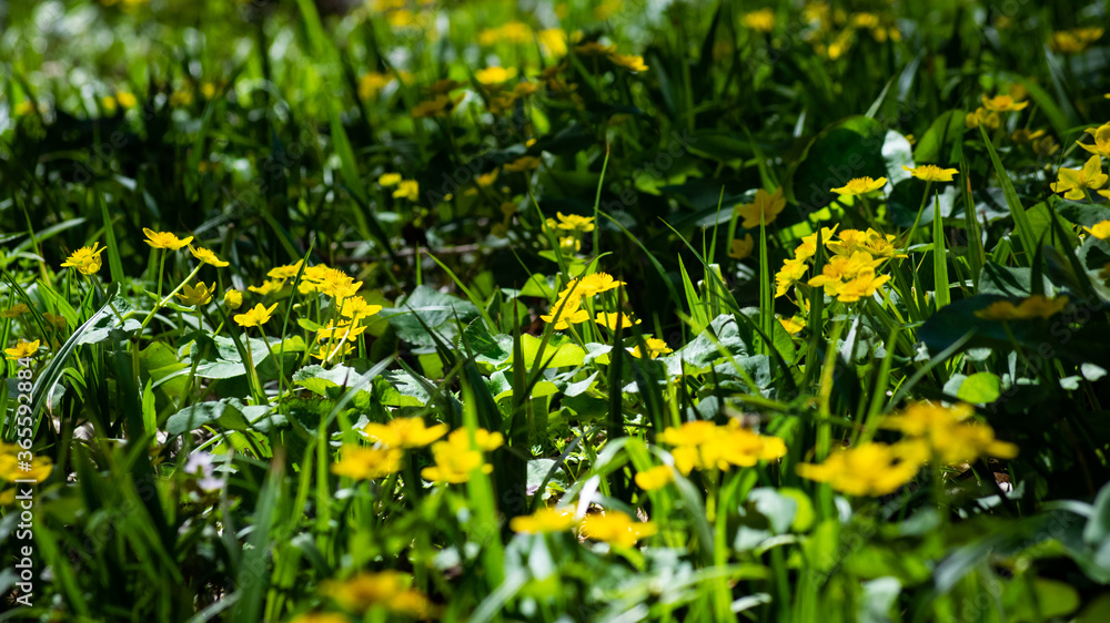 Yellow Wildflowers and Grass Yellow Wildflowers and Grass