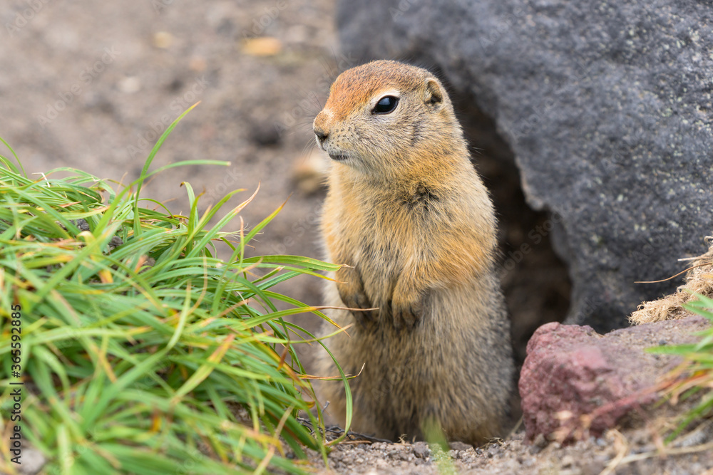 Arctic ground squirrel, carefully looking so as not to fall into jaws of predatory beasts. Close-up portrait wild animal of genus rodents of squirrel family. Asia, Russian Far East, Kamchatka Region. Arctic ground squirrel, carefully looking so as not to fall into jaws of predatory beasts. Close-up portrait wild animal of genus rodents of squirrel family. Asia, Russian Far East, Kamchatka Region.
