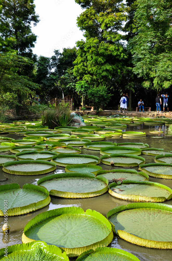 Fototapeta premium Taoyuan, Taiwan - JUL 14, 2019: Many people come to visit the Santa Cruz Waterlily pond in Guanyin, Taoyuan.