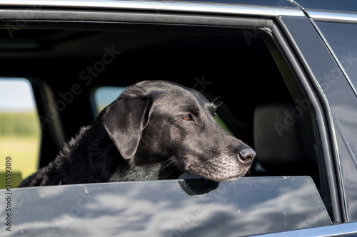 Black Labrador retriever dog sticking his head out the window, looking out of an SUV car while on a road trip