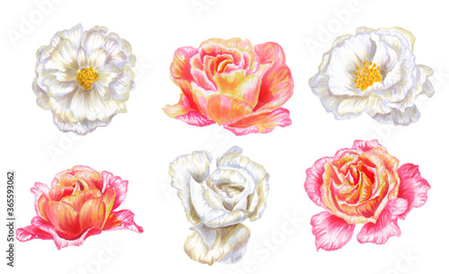 Set of watercolor roses.A collection of cute red  yellow and white roses. Hand-drawn Botanical illustration.Hand-drawn floral elements isolated on a white background.For wedding decoration invitations