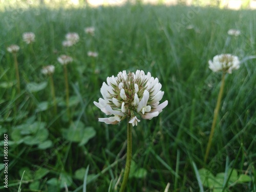 koniczyna biała (triofolium repens L.)