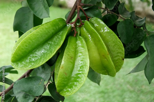 eunapolis, bahia / brazil - april 28, 2011: carambola fruit is seen in an orchard in the city of eunapolis. photo