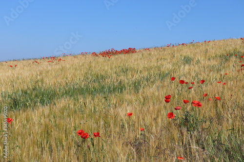 Feld mit Mohnblumen vor blauem Himmel