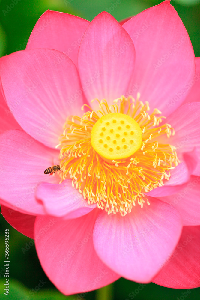 honeybee on lotus flower in Japan honeybee on lotus flower in Japan