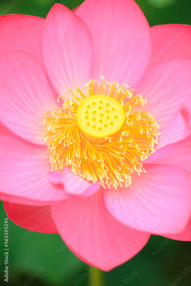 honeybee on lotus flower in Japan honeybee on lotus flower in Japan