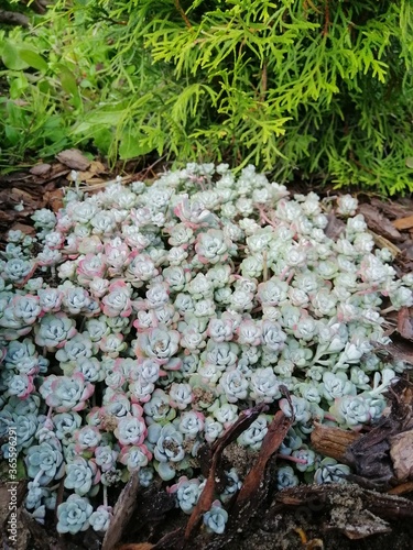 floral Wallpaper with an unusual grey Sedum Cape Blanco on a mulched pine bark on the flowerbed.flower wallpaper