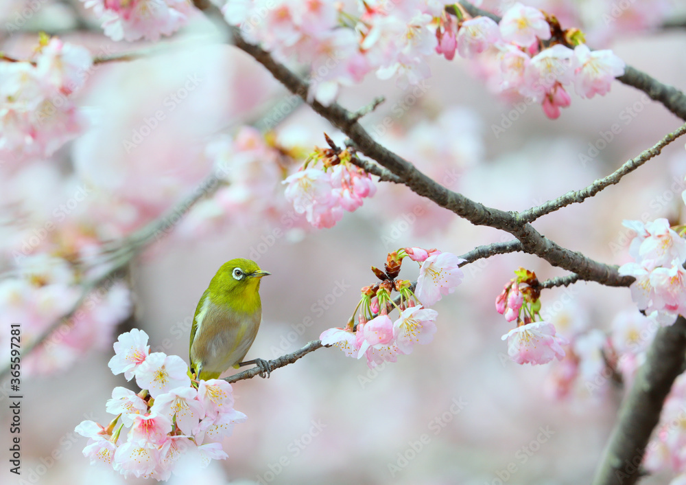 ピンクの花と可愛いメジロ ピンクの花と可愛いメジロ