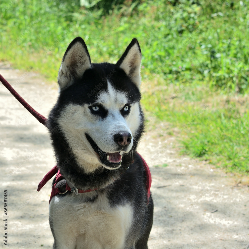 Obraz premium Chien race husky sibérien .