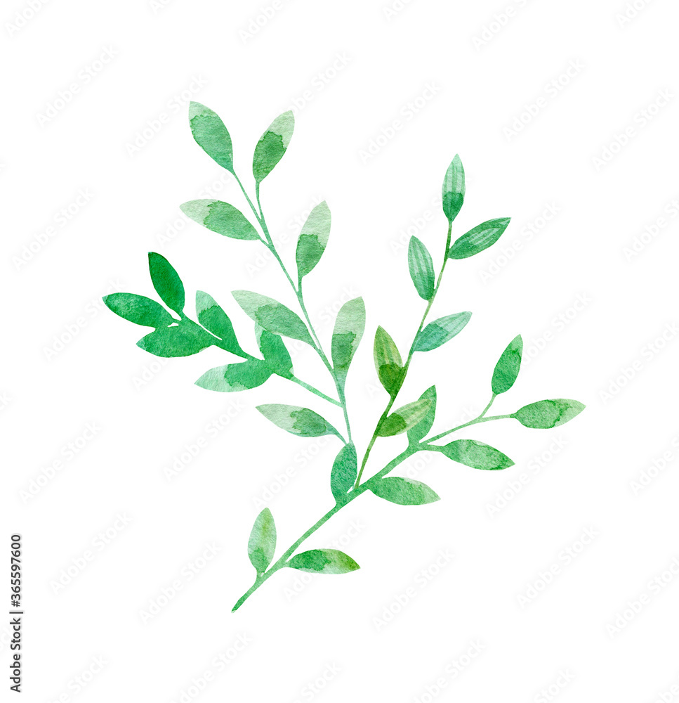 Watercolor floral element, green twig with leaves on a white background. For design, cards, business cards, wedding invitations.