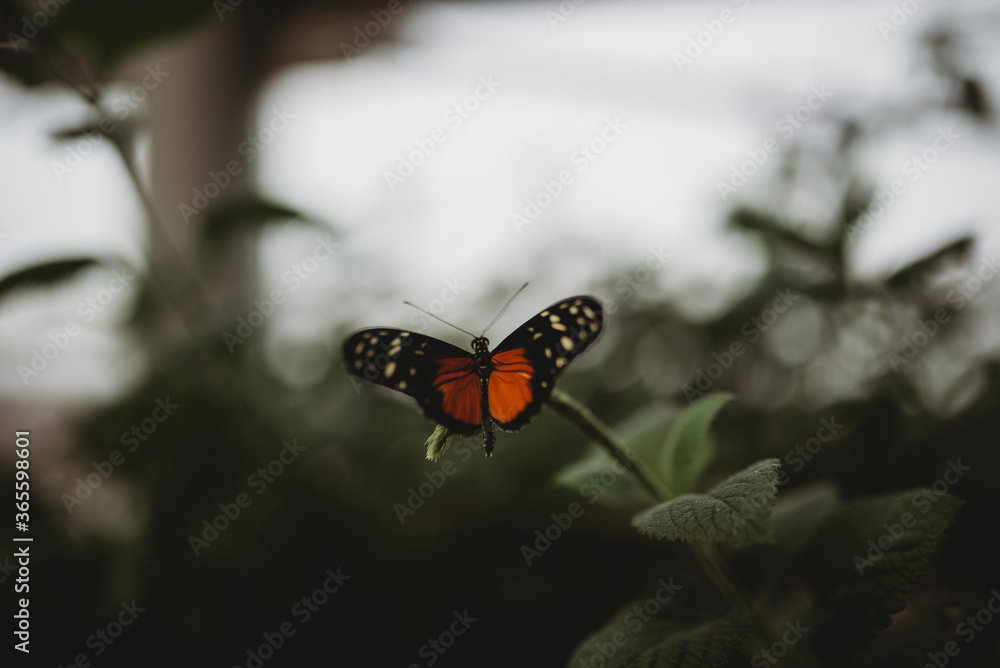 Obraz premium butterfly with bokeh