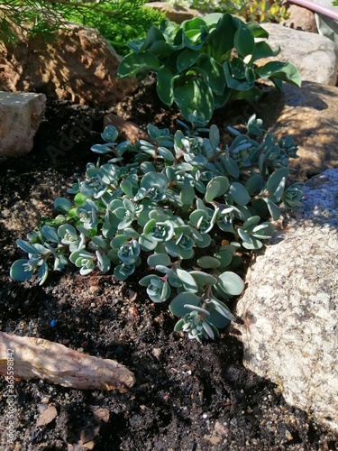 beautiful Sedum with blue thick leaves on a garden rocky Alpine hill among stones and near Hosta Blue Mouse Years.flower desktop Wallpaper photo