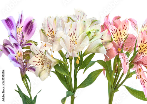  flower of Alstroemeria or Peruvian lily with stamens, close-up on a white background