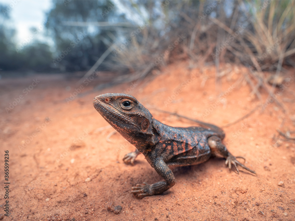Fototapeta premium Wild painted dragon (Ctenophorus pictus) in mallee habitat, Australia