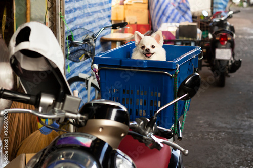 cute fluffy Pomeranian dog sitting in the basket waiting owner do shopping at fresh market
