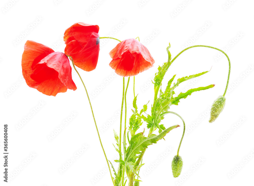 Naklejka premium Three red poppies.