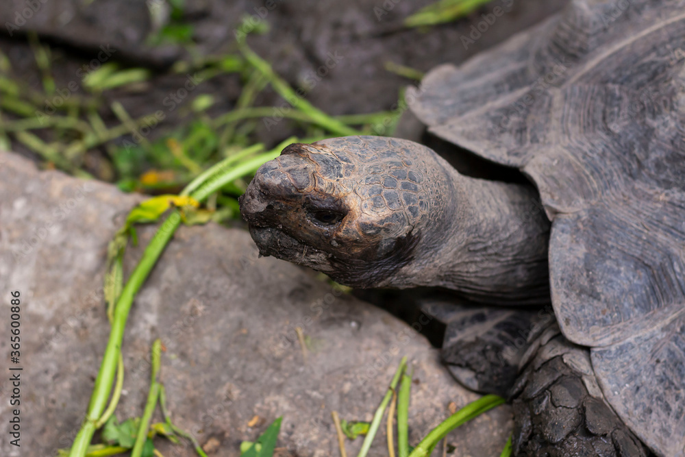 Black Giant Tortoise at Chiang Mai zoo, Chiang Mai, Thailand Black Giant Tortoise at Chiang Mai zoo, Chiang Mai, Thailand