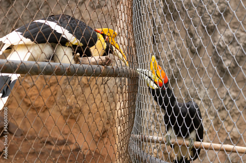 two great hornbills are fighting by having cage between them at Chiang Mai zoo, Thailand