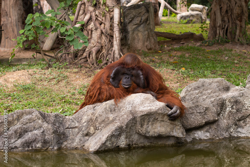 male orangutan is sitting in front of river at Chiang Mai zoo