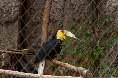 male Plain-pouched Hornbill is perching on a branch