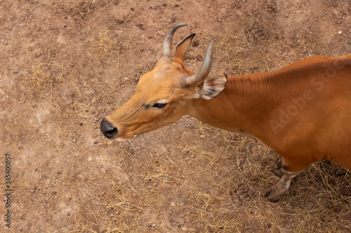 Banteng (Bos javanicus), red bull at Chiang Mai zoo, Chiang Mai, Thailand