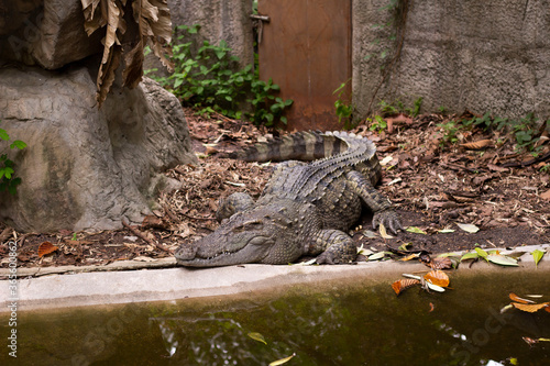 Freshwater crocodile/ Siamese Crocodile at Chiang Mai zoo, Chiang Mai, Thailand