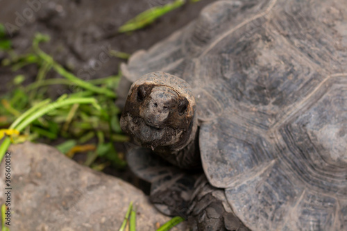 close-up Black Giant Tortoise looking at camera at Chiang Mai zoo, Chiang Mai, Thailand
