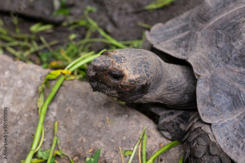 Black Giant Tortoise at Chiang Mai zoo, Chiang Mai, Thailand