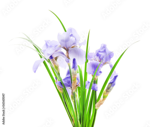 Fototapeta Naklejka Na Ścianę i Meble -  Blue irises in the grass.