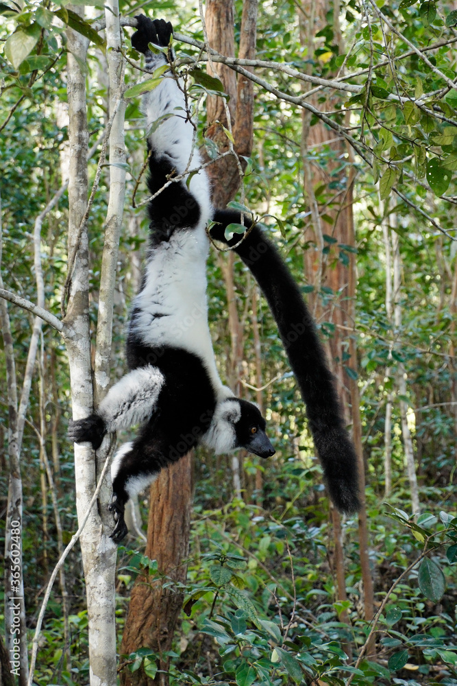 Obraz premium Black and white ruffed lemur, Lemurs Island, Andasibe, Madagascar