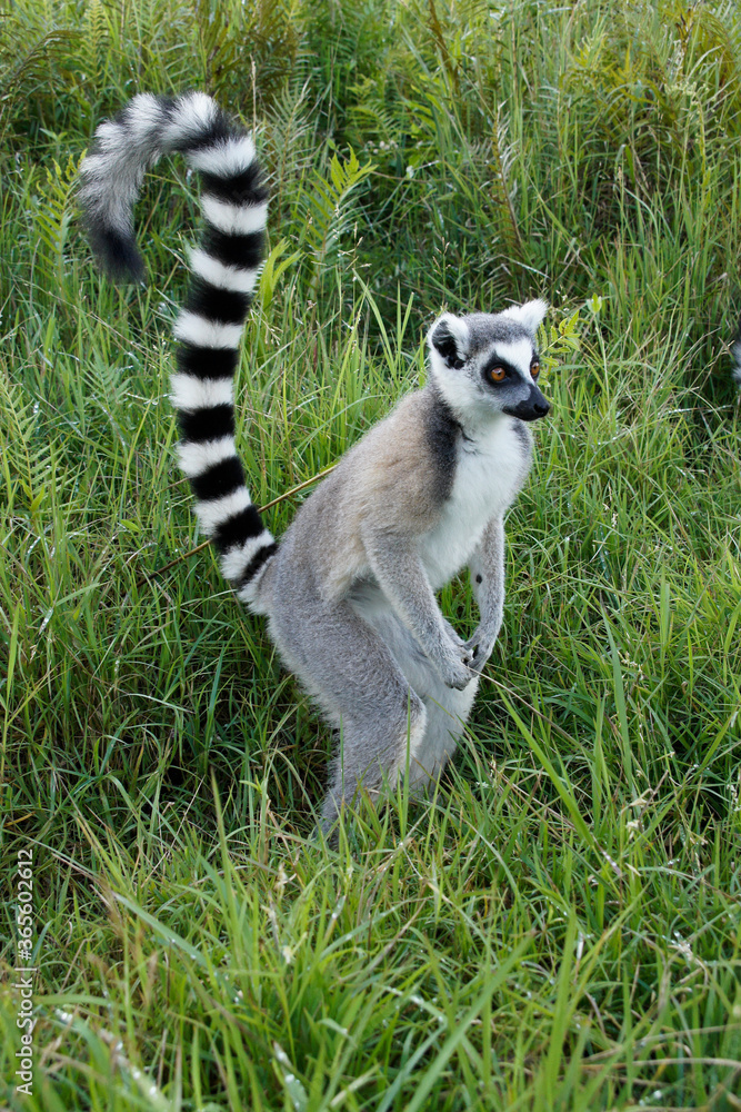Obraz premium Ring-tailed lemur, Lemurs Island, Andasibe, Madagascar
