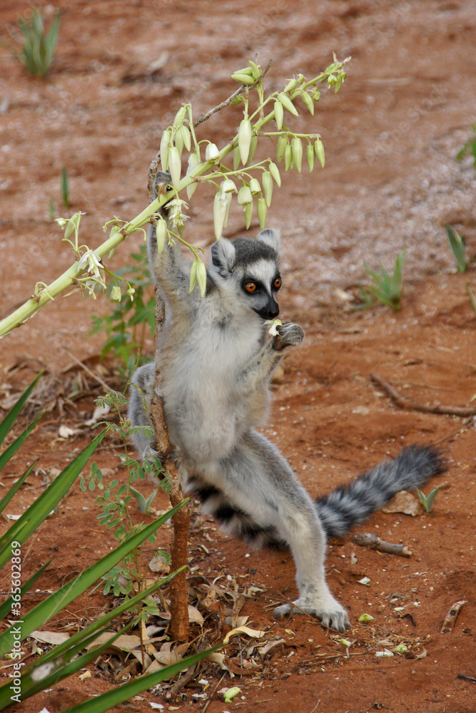 Obraz premium Ring-tailed lemur eating agave blossoms, Berenty Reserve, Madagascar