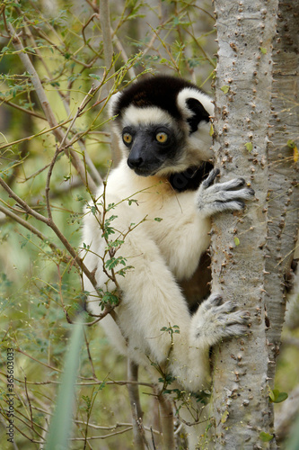 Verreaux's sifaka in spiny forest, Berenty Reserve, Madagascar