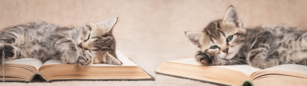 Cute tabby kittens lying on open books. Web banner