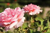 Close up pink roses in garden 