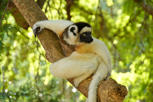 Verreaux's sifaka, Berenty Reserve, Madagascar photo