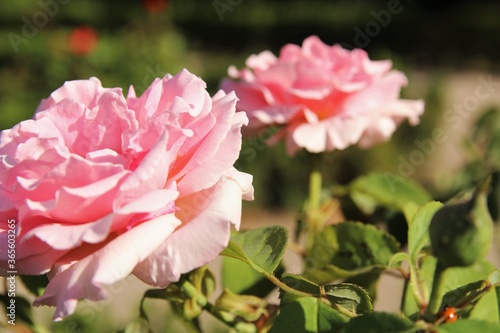 Close up pink roses in garden 