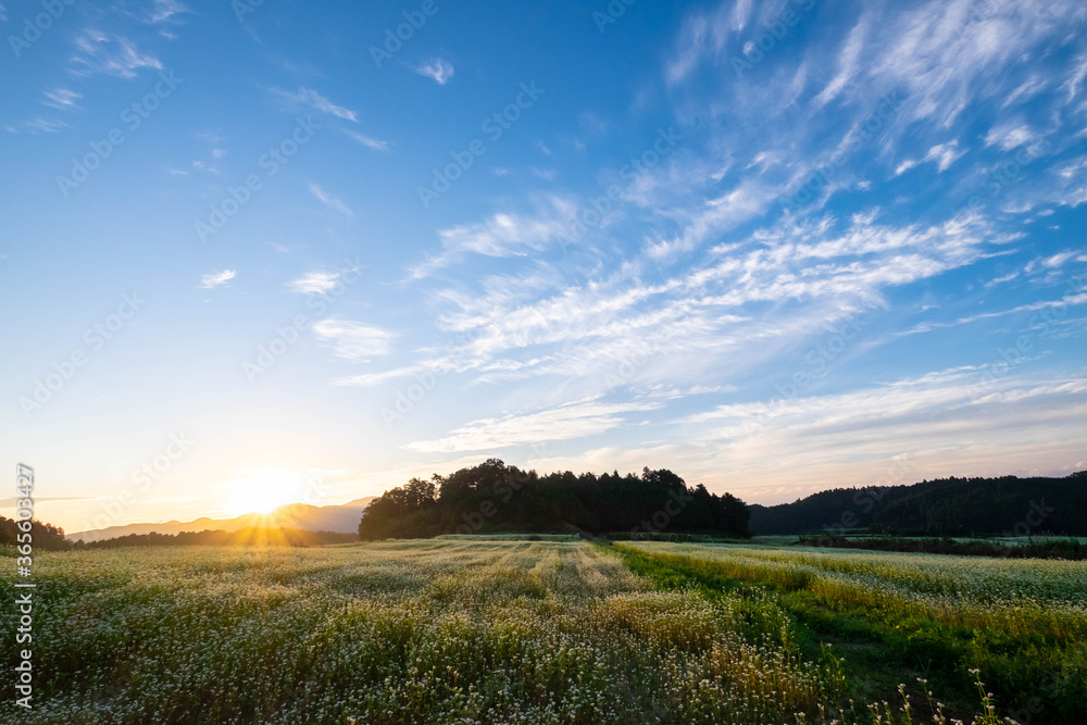 朝の太陽と雲と蕎麦畑