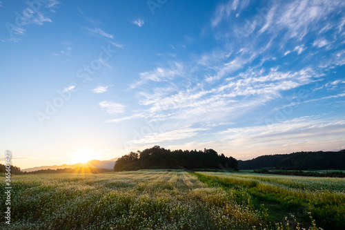 朝の太陽と雲と蕎麦畑 © sigmaphoto