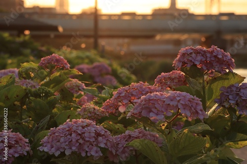 Hydragea and the setting sun ,japan,tokyo