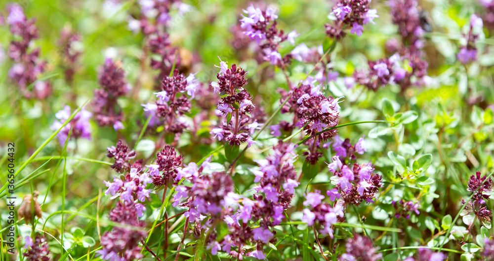 Purple flowers on green blurred background Purple flowers on green blurred background