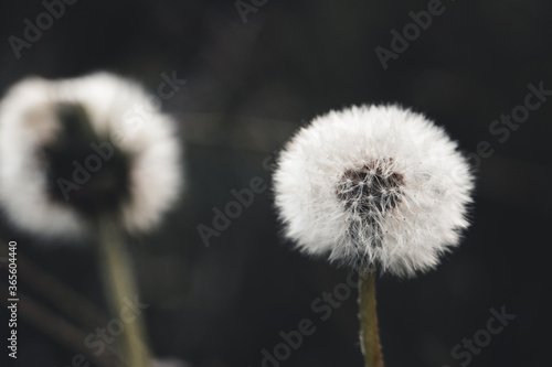 Dandelion seeds in the morning sunlight blowing away across a fresh green background