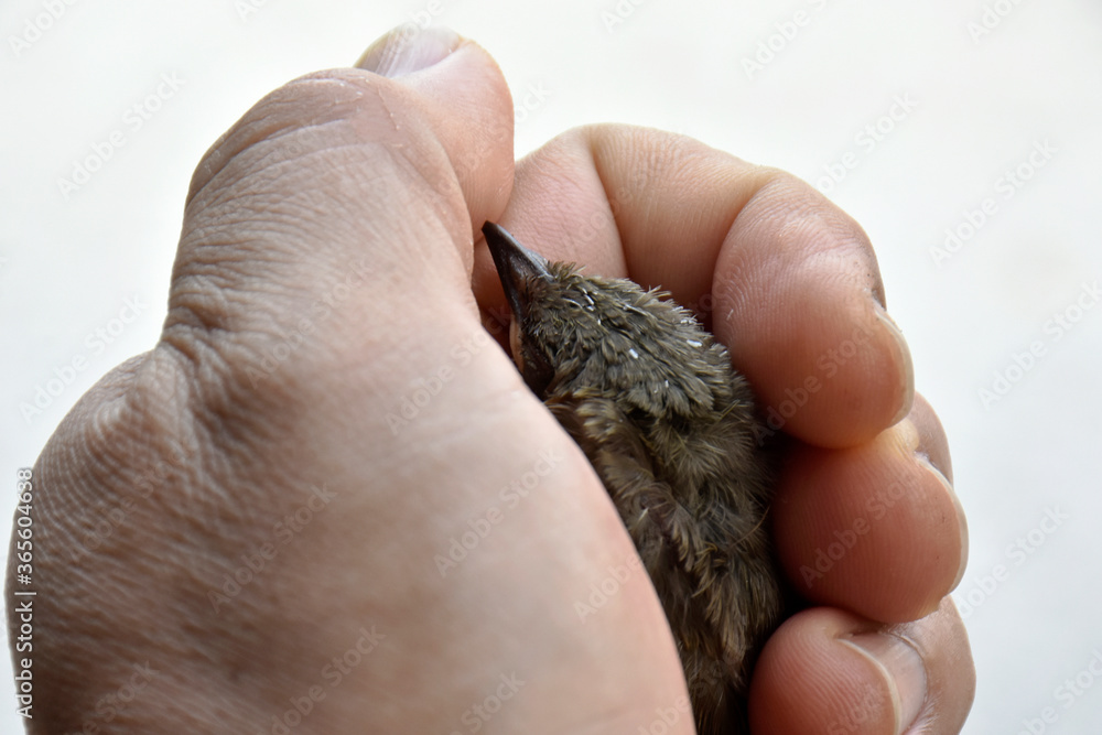 The injured little bird is pathetic, in the gentle hand that is brought to heal. The injured little bird is pathetic, in the gentle hand that is brought to heal.