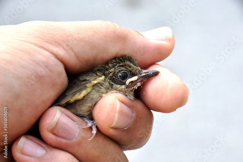 The injured little bird is pathetic, in the gentle hand that is brought to heal.  © Somratana