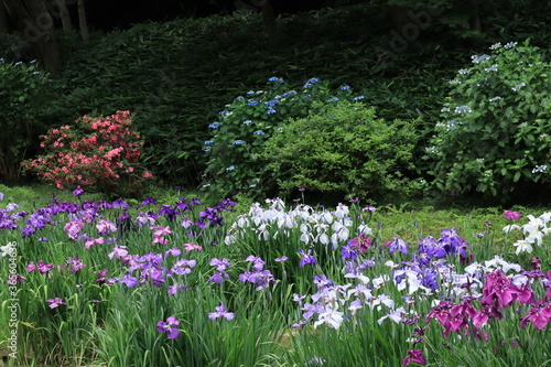 Lris garden in Meiji shrine , japan,tokyo 