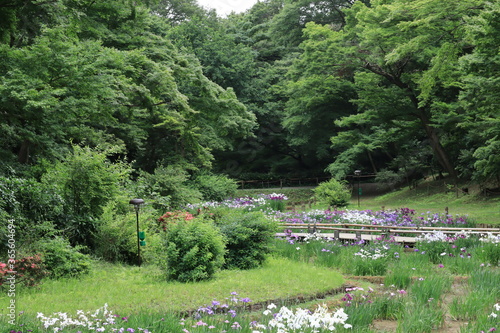 Lris garden in Meiji shrine , japan,tokyo	
 photo