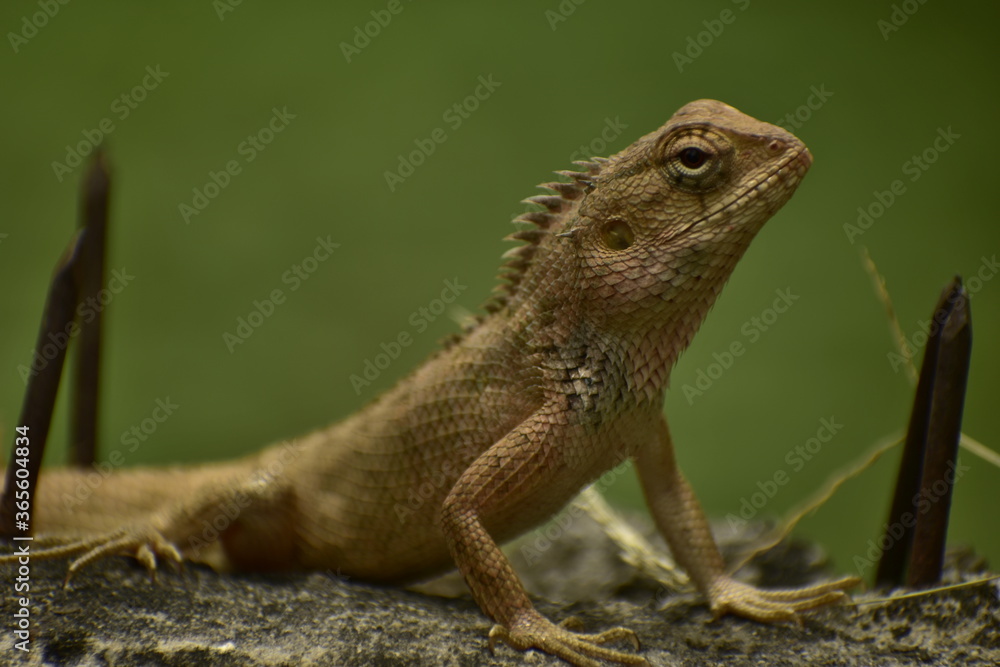 A beautiful closeup photograph of a lizard. A beautiful closeup photograph of a lizard.