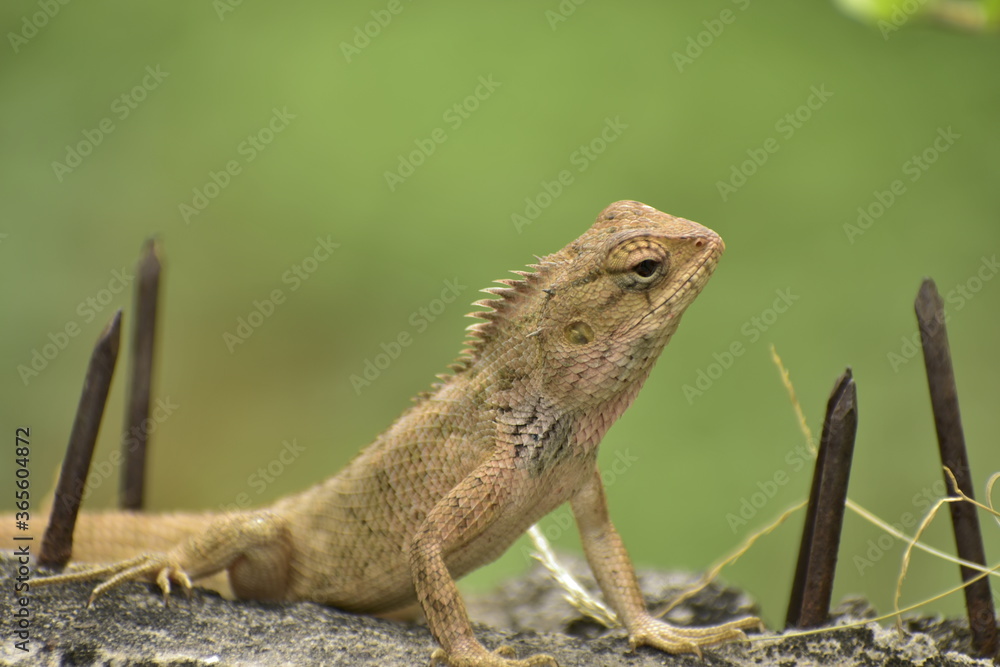 A beautiful closeup photograph of a lizard. A beautiful closeup photograph of a lizard.
