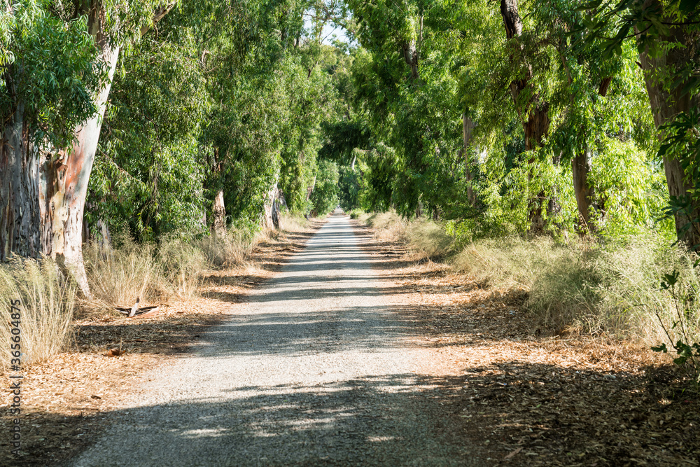 Eucalyptus globulus (Okaliptus) nostalgic old road passing under century old trees. Marmaris – TURKEY